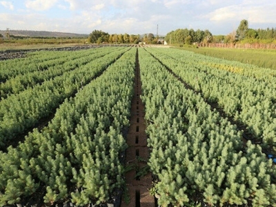 Sağlık çalışanlarına bir orman dolusu teşekkür