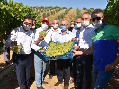İhraç üzümlerin hasadı başladı