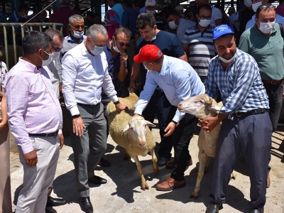 Manisa’da besicilere damızlık koç dağıtıldı