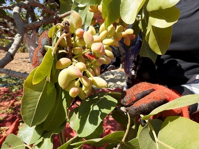 Kaliteli fıstık için bilinçli üretim