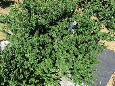 Kayısı bahçesi kadın çiftçiye emanet