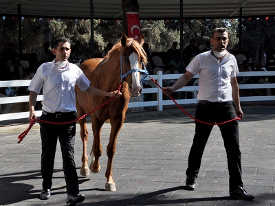 Arap tayları podyumda