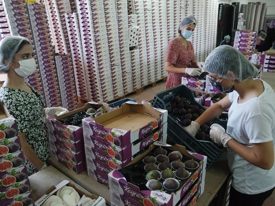 ‘Bursa siyahının’ ihracat yolculuğu başladı