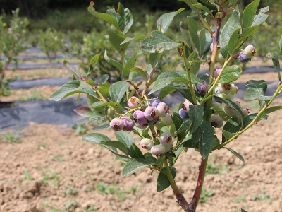 Deneme amaçlı ektiler, başarıyı yakaladılar
