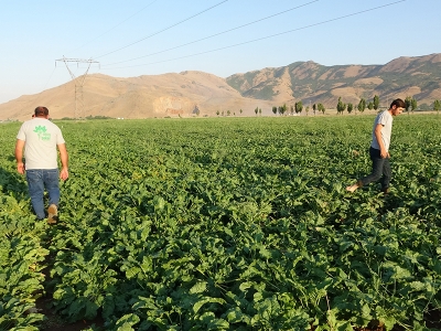 Şeker fabrikası kendi tohumunu geliştiriyor