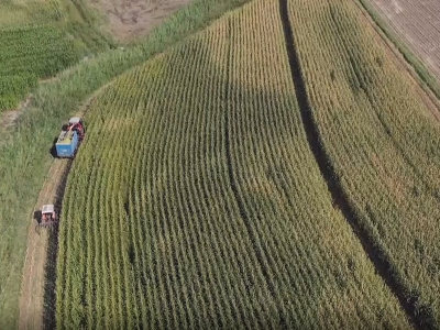 Iğdır’da silajlık mısır hasadı başladı