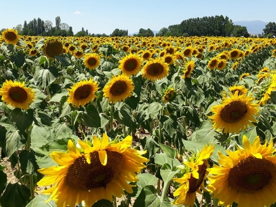 Ayçiçeği fiyatları üreticiyi sevindirdi