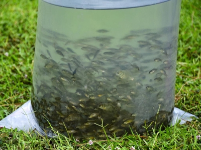 Göletler sazan yavrularıyla canlanıyor