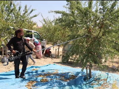 4 yılda badem bahçesi oldu