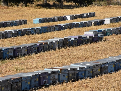 Muğla çam balı üssü oldu