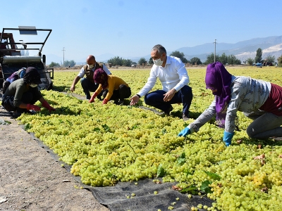 Sultani üzümde bereketli hasat
