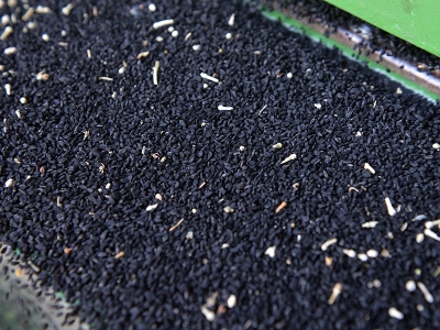 Çörek otu ihracatı salgın sürecinde rekora koşuyor