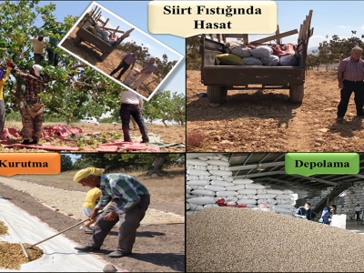 Siirt fıstığında hummalı eylül mesaisi