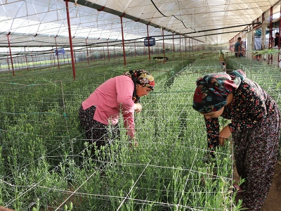 Karanfilin ihracat yolculuğu çiftçinin yüzünü güldürdü