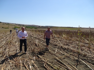 Tekirdağ’da ayçiçeğinde dane kaybı kontrolü