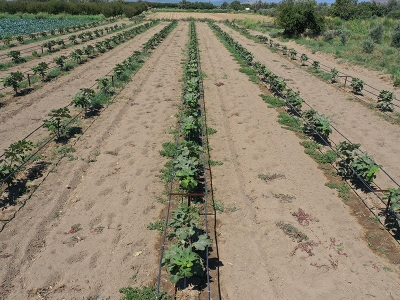 Bu bahçe görenleri şaşırtıyor