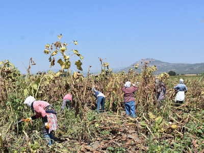 Ayçiçeği hasadı üreticiyi sevindirdi