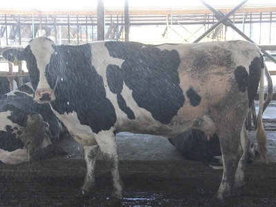 Erzincan’da 2020 Sonbahar şap aşılama çalışması başladı