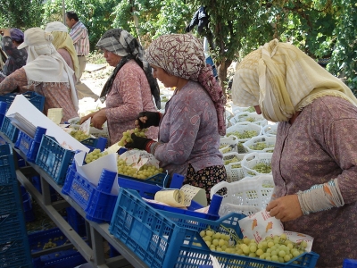 Denizli bağlarında hasat heyecanı sürüyor
