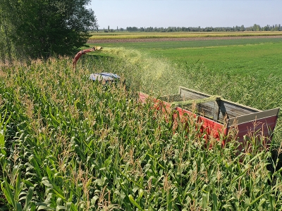 Muş silajlık mısırdan 27 milyon lira gelir bekliyor