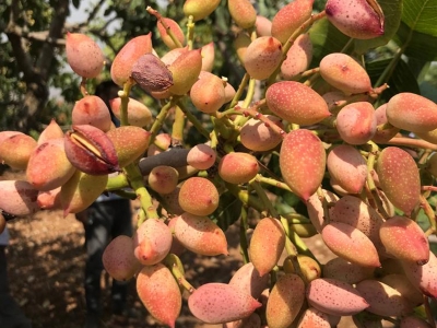 Siirt’te fıstıkçılık bu projeyle güçlenecek