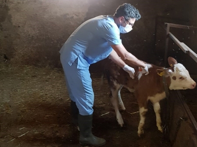 Şap aşısı seferberliği sürüyor