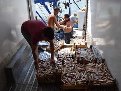Balıkçılar gözünü barbun ve mezgite çevirdi
