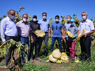 Denizli’de ayçiçeği hasadı başladı
