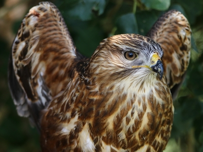 Yaralı yaban hayvanları tedavi altında