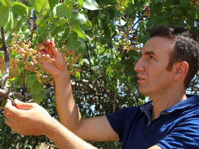 Bu ağaçla bir köyün yüzü güldü