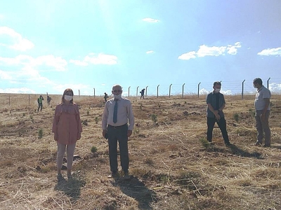 Samsun'da hükümlüler fidan dikti