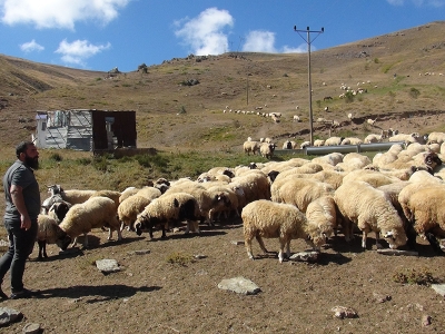 Taksiciydi destekle genç çiftçi oldu
