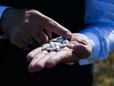 Atıl araziler kuru fasulye tarlası oldu