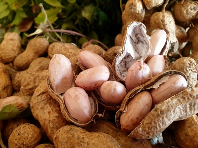 Milli yerfıstığı 