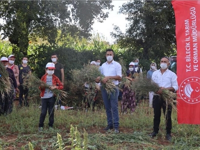 Bilecikli kadınlar rezene üretiyor