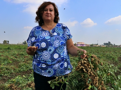 “Yeni fıstık türü ABD’ye rakip olacak”