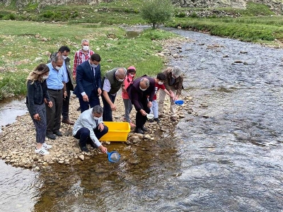 Ordu’nun derelerine 80 bin alabalık