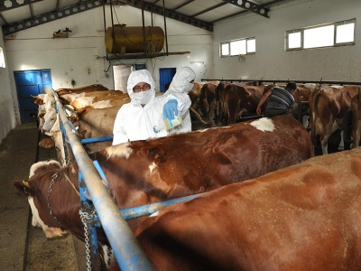 Gümüşhane’de keneye geçit yok