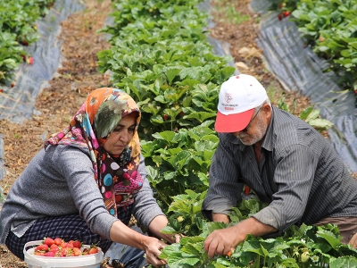 Isparta yayla çileğiyle süslendi