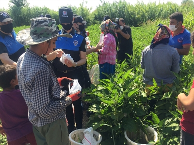 Adana’da polisler patlıcan hasadı yaptı