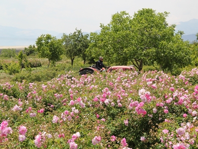 En güzel kokulu hasat…
