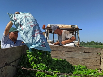Bafra’da sezon açıldı