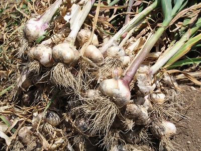 Çaltı sarımsağı Isparta’nın yeni yıldızı