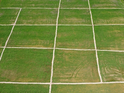 Bafra’da çeltik ekim alanı genişledi