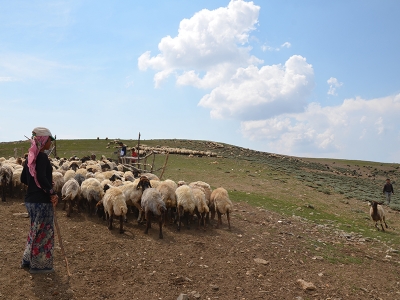 Yaz geldi Muş yaylaları şenlendi