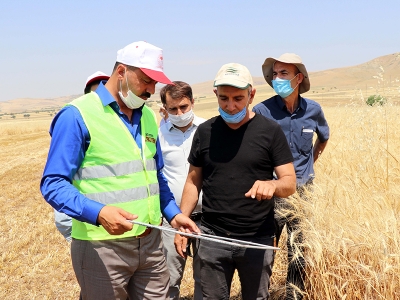 Elazığ’da hububat hasadı sürüyor