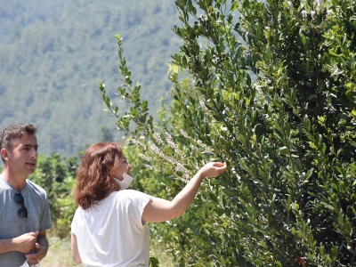Defne, Muğla’nın gelir kapısı
