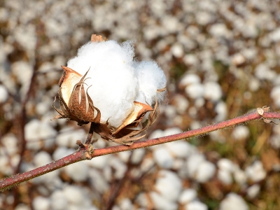 Pamuk tarlaları kontrolden geçti