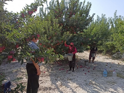 Eğirdir'de 20 bin elma işçisi için salgın denetimleri artırıldı