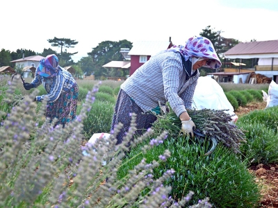 Mor tarlalarda hasat zamanı
